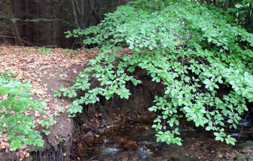 processed by AtomJPEG  1.5.0n