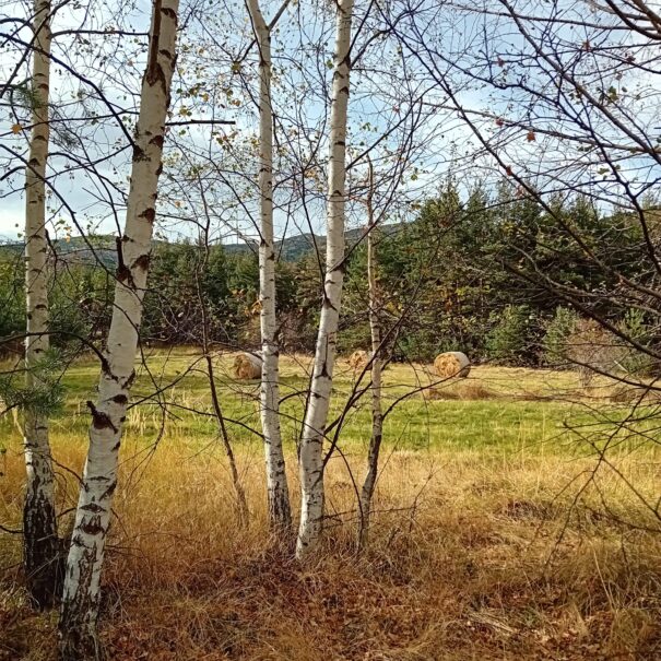 IMG-20231031-WA0010